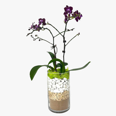Purple Mini Orchid Plant Arrangement
